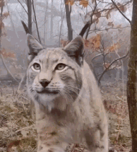 lynx
